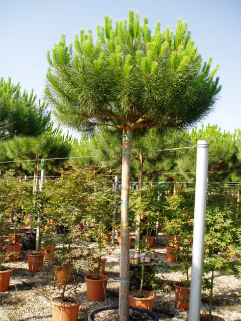 Pinus Pinea